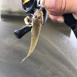 河口ライトゲーム