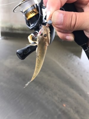 河口ライトゲーム