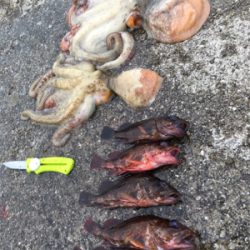 タコもガシラもおっきい！！！！