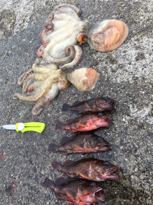 タコもガシラもおっきい！！！！