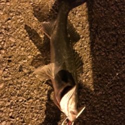 自己ベスト更新!