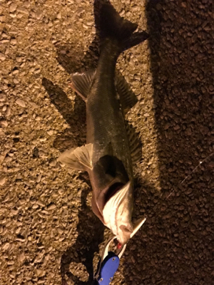 自己ベスト更新！