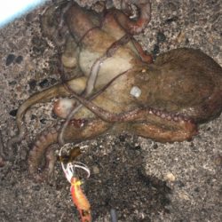 オクトパッシング