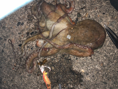 オクトパッシング