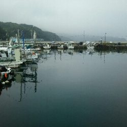 アジ、メバル、サバ、イワシ