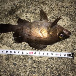 初釣り上げ！メバル！