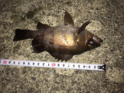 初釣り上げ！メバル！