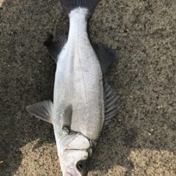 朝まずめフィーバー