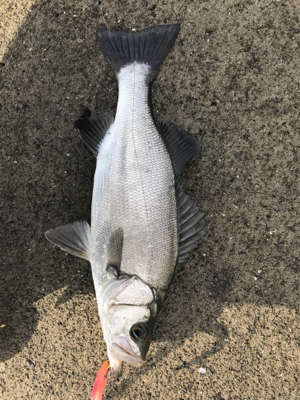 朝まずめフィーバー