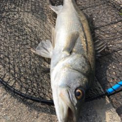 徹夜回避の朝から3本