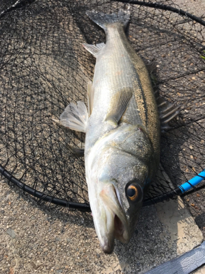 徹夜回避の朝から3本