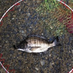 バイトラッシュ！