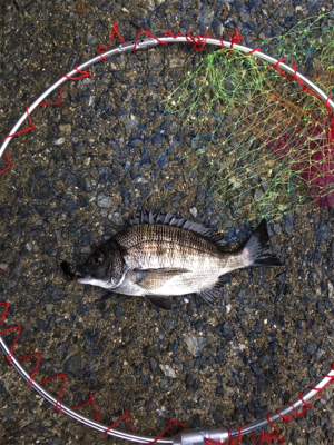 バイトラッシュ！