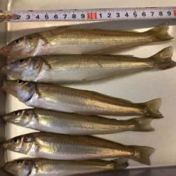 アジングタックルで