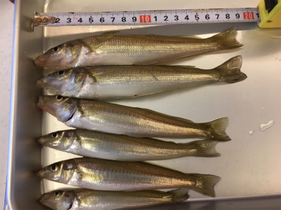 アジングタックルで