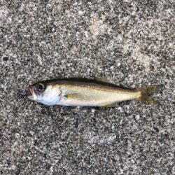 煙樹ヶ浜ショアジギからの穴釣りからのライトゲーム!