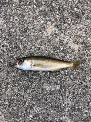 煙樹ヶ浜ショアジギからの穴釣りからのライトゲーム!