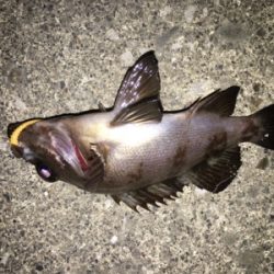 アジングのはずが…