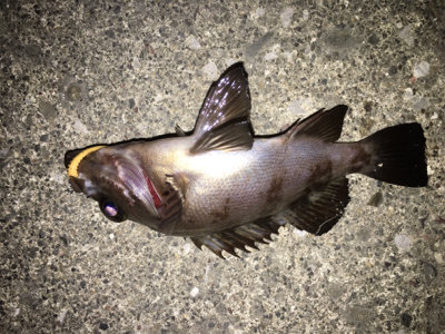 アジングのはずが…