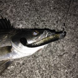 VJ16　クロ金でシーバス