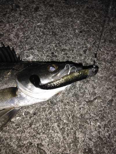 VJ16　クロ金でシーバス