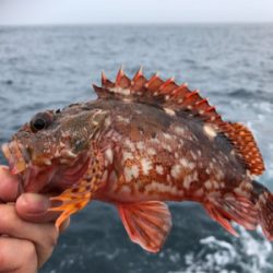 まさかのタイ参上♪