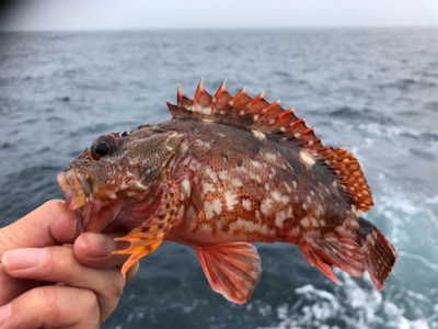 まさかのタイ参上♪