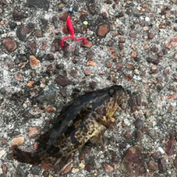 朝まづめメバリング