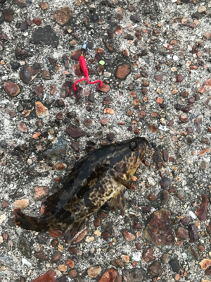 朝まづめメバリング