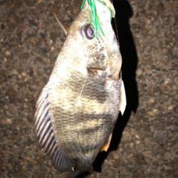 真夜中のチビレ