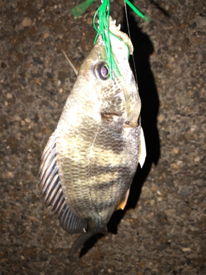 真夜中のチビレ