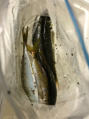 NO.9 夕、夜の部