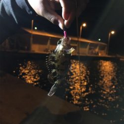 アジが出るかメバルが出るか？