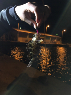 アジが出るかメバルが出るか？