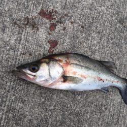 活性の高い日！