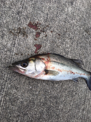 活性の高い日！