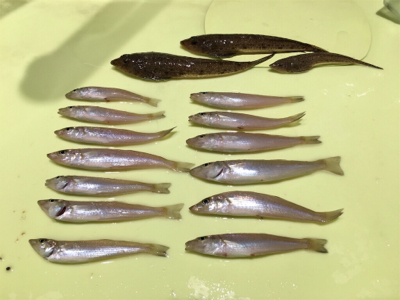 ガッチョ入れ食い！