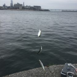 小〜中サバラッシュ！