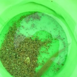 チョイ投げでキス