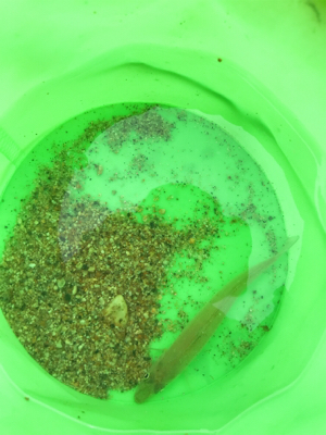 チョイ投げでキス