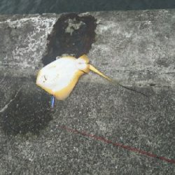 ジグでアカエイ7,8,9,10,11,12,13