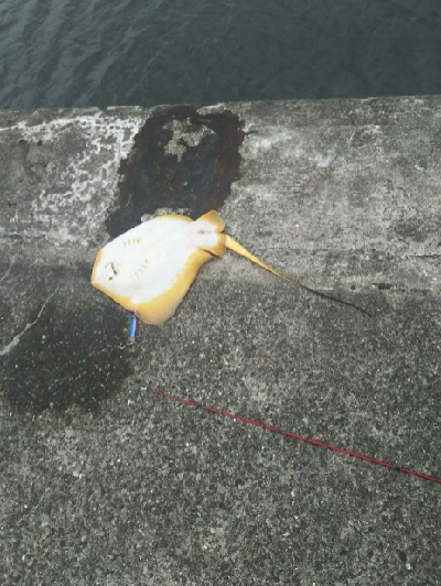 ジグでアカエイ7,8,9,10,11,12,13