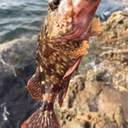 磯場 ワームでガシラ（カサゴ）