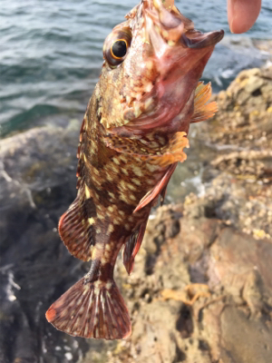 磯場 ワームでガシラ（カサゴ）