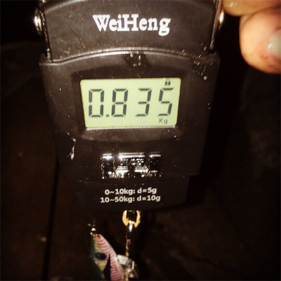 エギング 春イカ