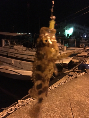 オヤジたちのアジング‼&#x…