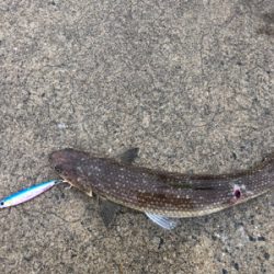 タカベ？なんか美味しい魚らしい(^^)