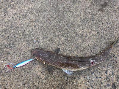 タカベ？なんか美味しい魚らしい(^^)