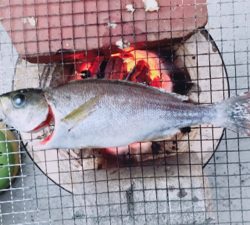 今年1回目イサキ！！