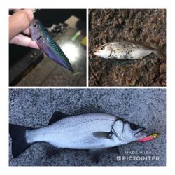 ヒラスズキゲット！